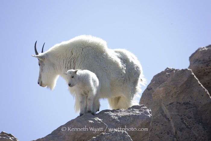 mountain goat, goat, Mt. Evans, Denver, Colorado photo